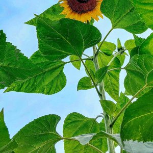 Sonnenblume...... Sabine Schröder